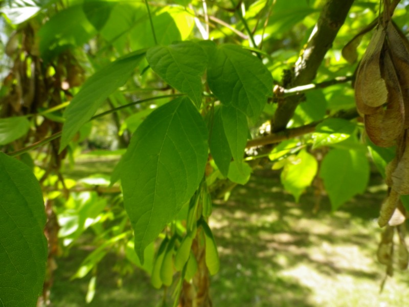 Nel parco pubblico: Acer negundo